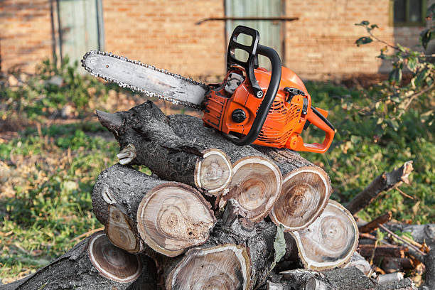 Tree Service Company in Eddystone, PA